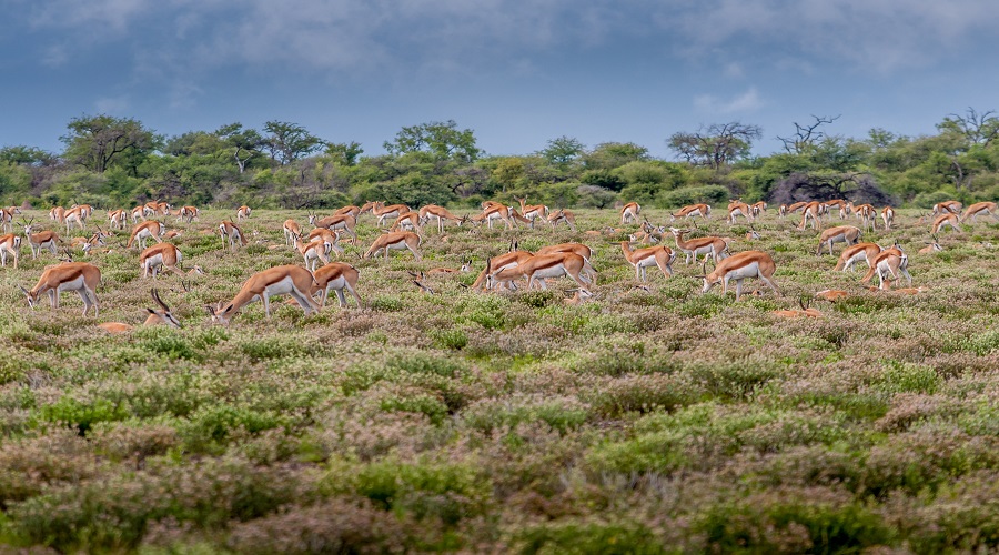 Discover Authentic Tanzania Wildlife Safaris